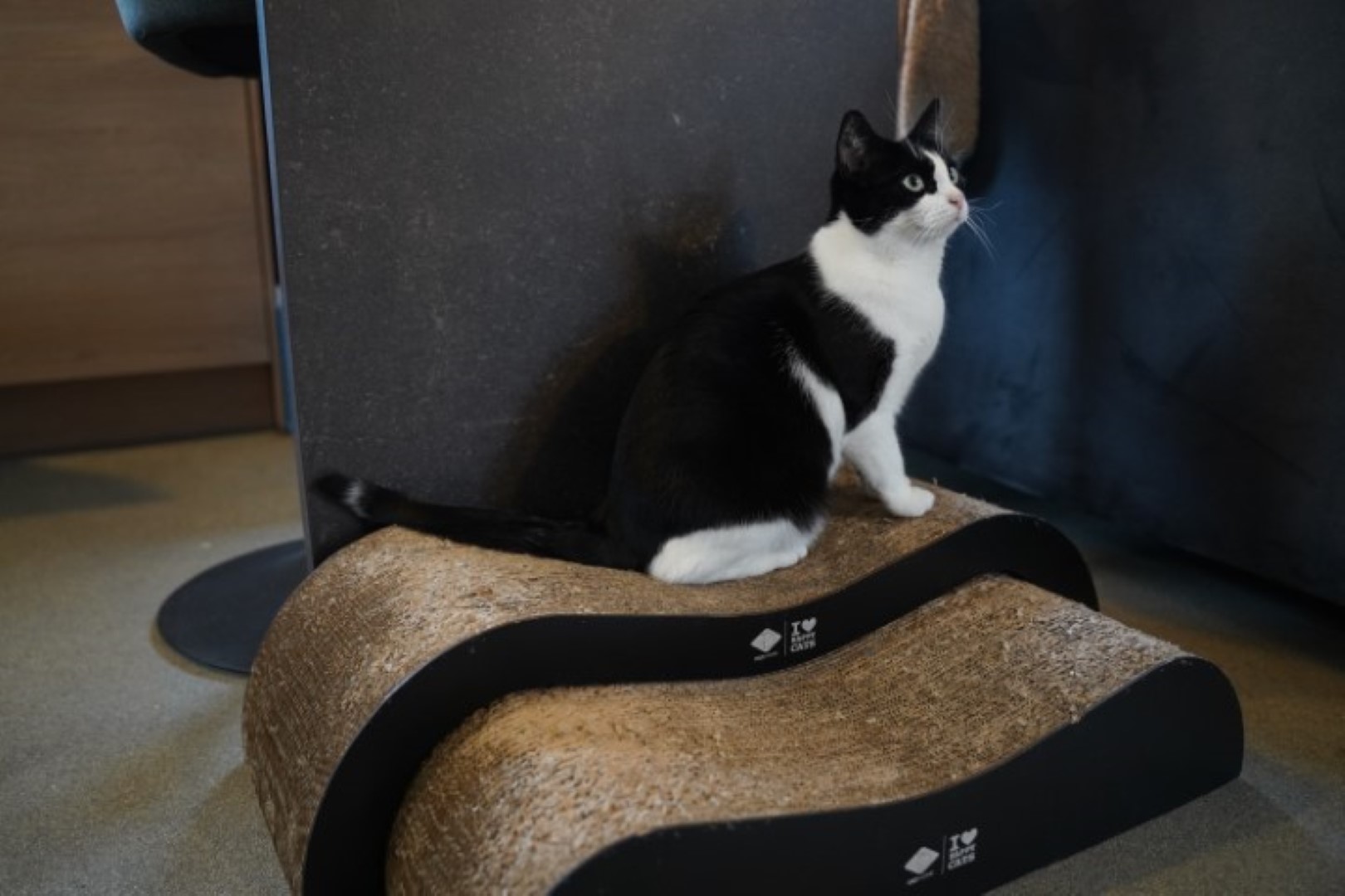 MM Miauw - hoogte (2)