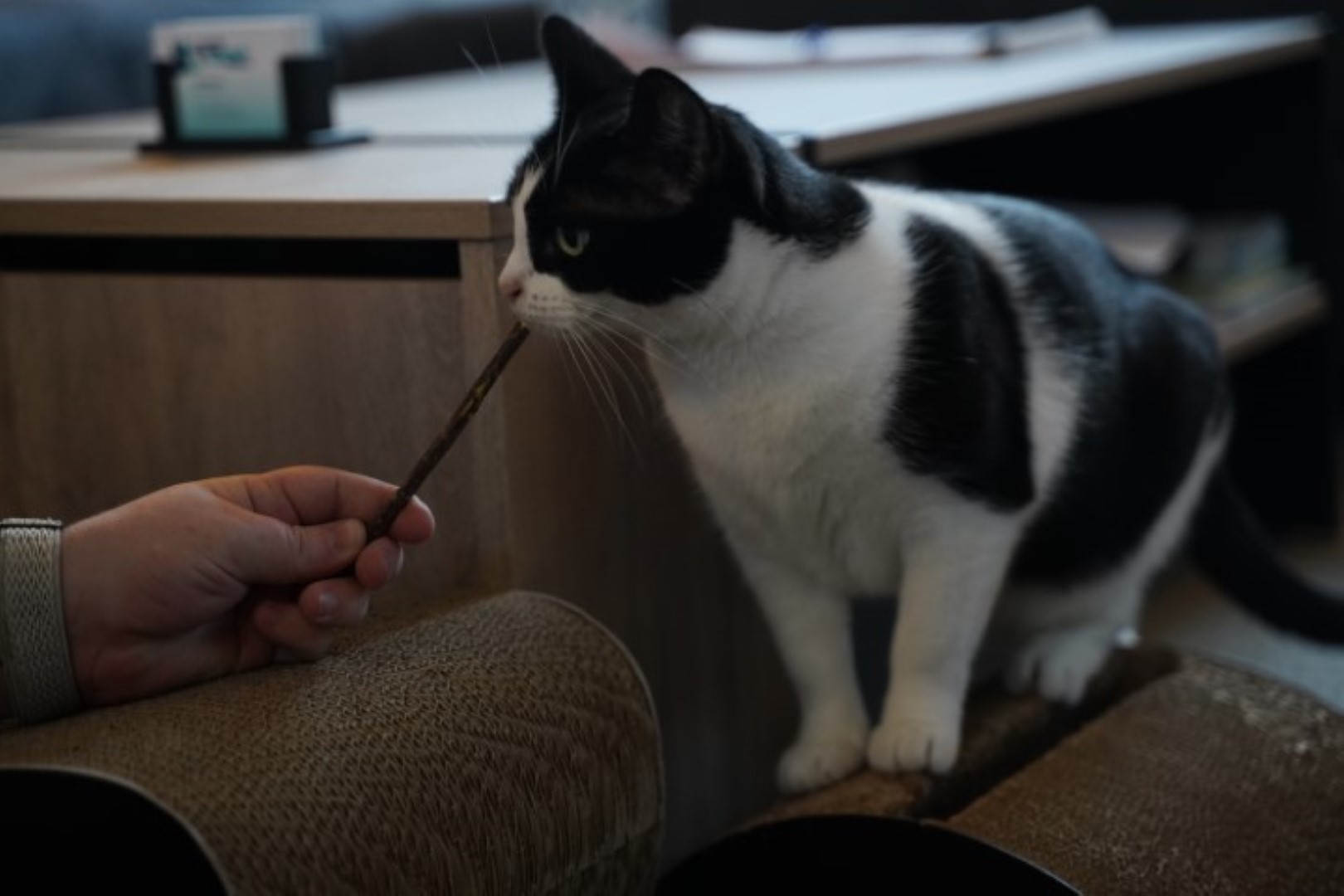 MM Miauw - matatabi stokje