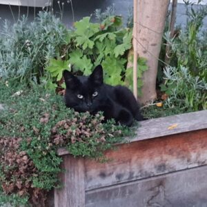 MM Miauw - Tinus
